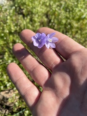 Dipterostemon capitatus