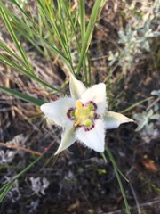 Calochortus lyallii