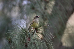 Emberiza