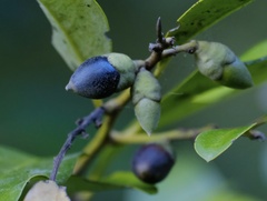 Diospyros australis