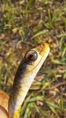 Chironius spixii