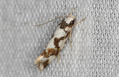 Machetis aphrobola