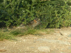 Zonotrichia capensis