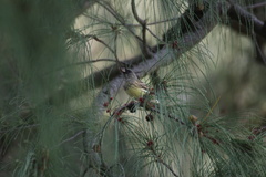 Emberiza