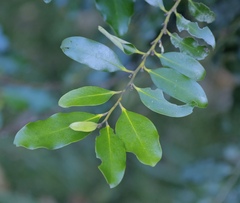 Diospyros australis