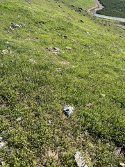 Dipterostemon capitatus