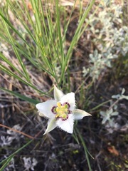 Calochortus lyallii