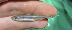 Clinostomus funduloides