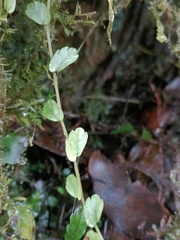Elatostema obtusum