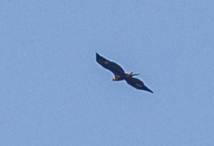 Aquila chrysaetos