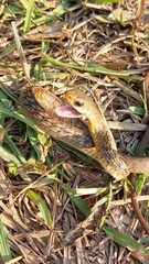 Chironius spixii