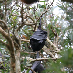 Pteropus alecto