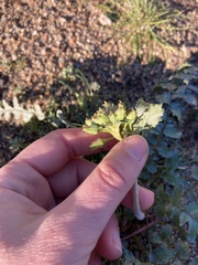 Chylismia claviformis