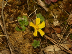 Potentilla canadensis