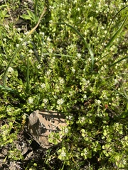 Lepidium nitidum