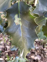 Phytomyza ilicis