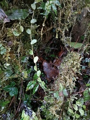 Elatostema obtusum