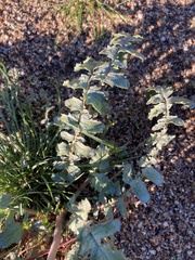 Chylismia claviformis