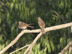 Zonotrichia capensis