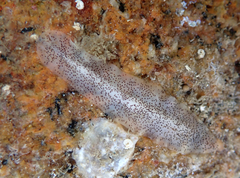 Enchiridium punctatum