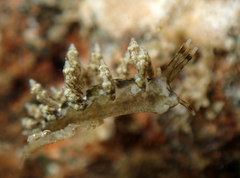 Eubranchus rustyus