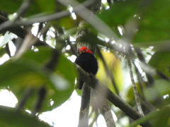 Ceratopipra mentalis