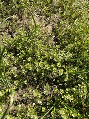 Lepidium nitidum