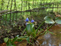Pontederia vaginalis