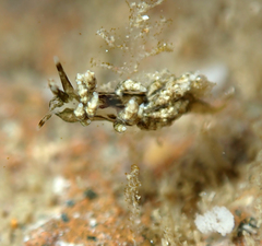 Eubranchus rustyus