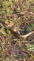 Chironius spixii