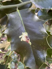 Phytomyza ilicis
