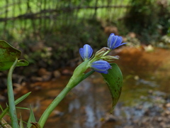 Pontederia vaginalis