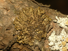 Tuckermanella fendleri