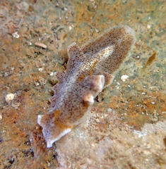 Enchiridium punctatum