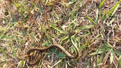 Chironius spixii