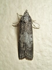 Heteromicta pachytera