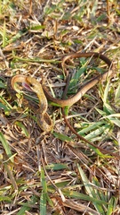 Chironius spixii