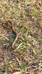 Chironius spixii