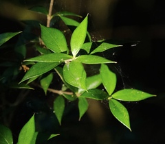 Alyxia ruscifolia