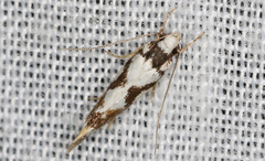 Machetis aphrobola