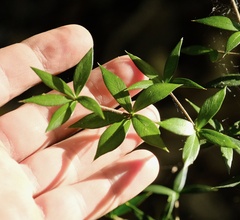 Alyxia ruscifolia