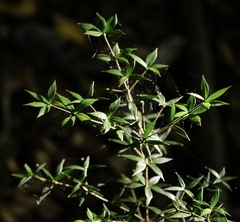 Alyxia ruscifolia