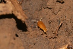 Atelurinae