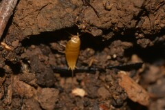 Atelurinae