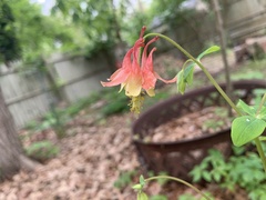 Aquilegia canadensis
