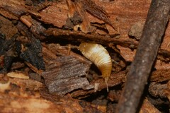 Atelurinae