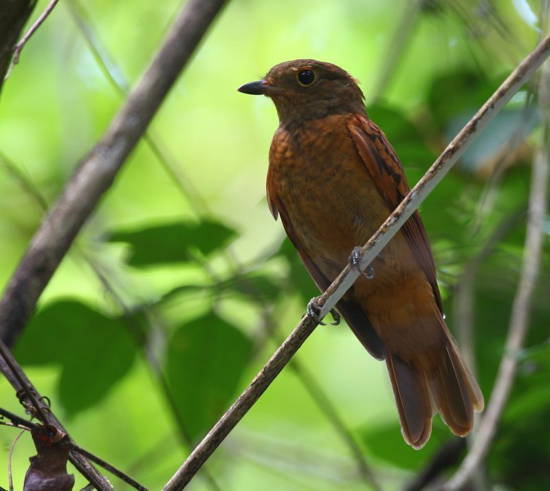Speckled Mourner (Laniocera rufescens) photo