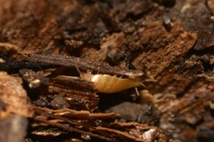 Atelurinae