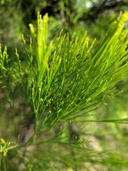 Exocarpos cupressiformis