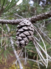 Pinus